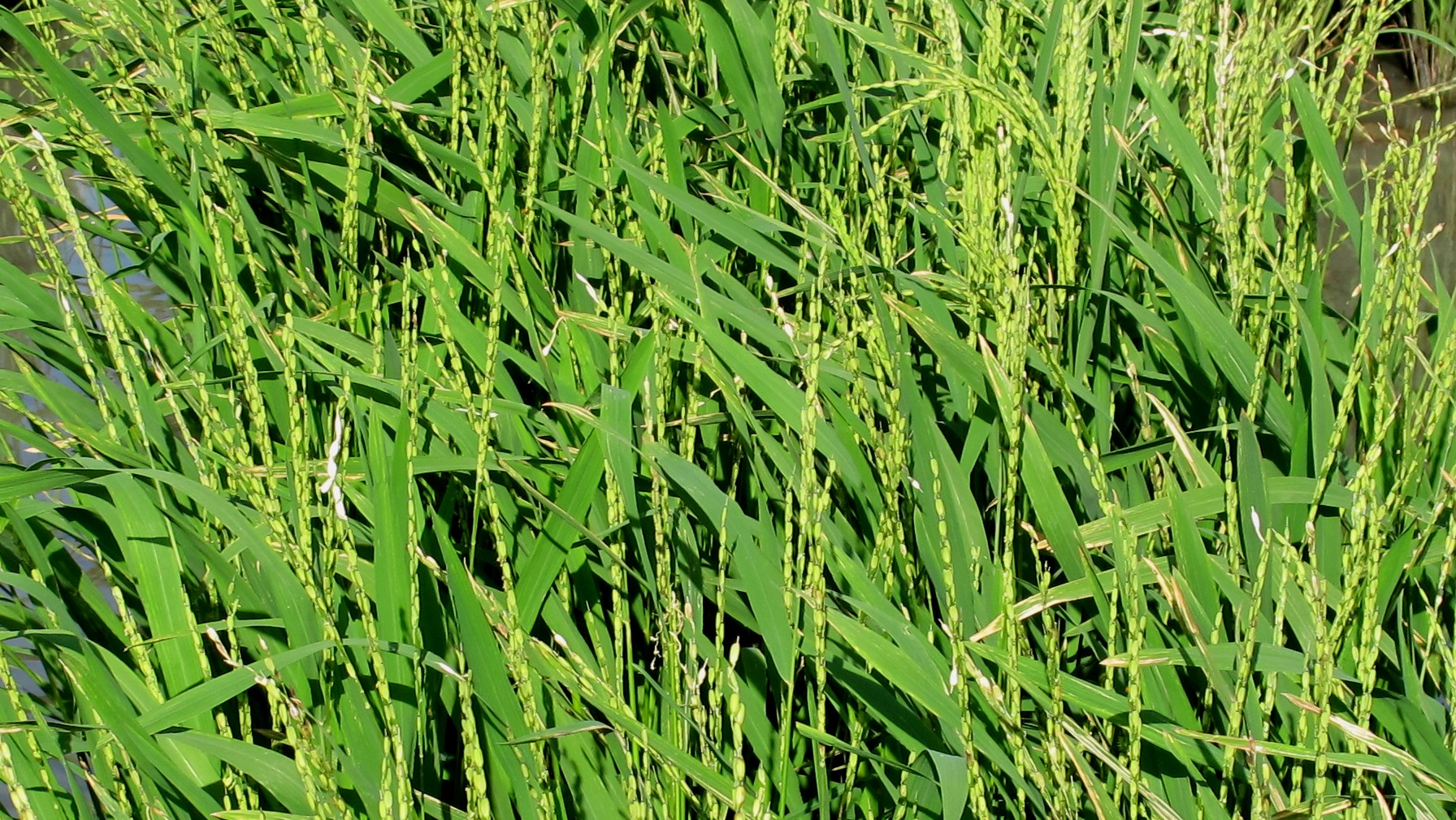 Understanding the complete genome of African rice will enable researchers and agriculturalists to develop new varieties of rice with African rice's hardiness, making them better able to adapt to conditions of a changing climate. Understanding the complete genome of African rice will enable researchers and agriculturalists to develop new varieties of rice with African rice's hardiness, making them better able to adapt to conditions of a changing climate.